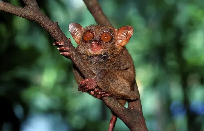 Framed Print : Philippine Tarsier (Tarsius syrichta)
