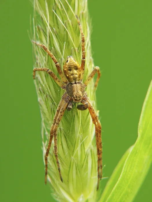 Framed Print : Philodromid crab spider or running crab spider (Philodromus aureolus) Framed Print : Philodromid crab spider or running crab spider (Philodromus aureolus)