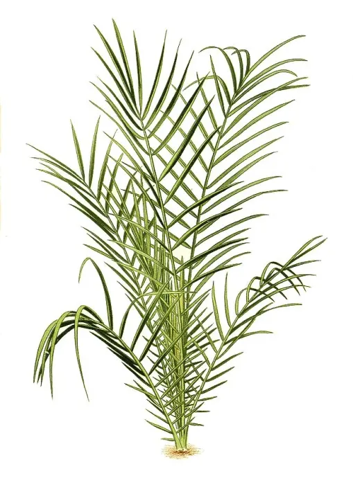 Framed Print : Phoenis spinosa, Spiny Date Palm