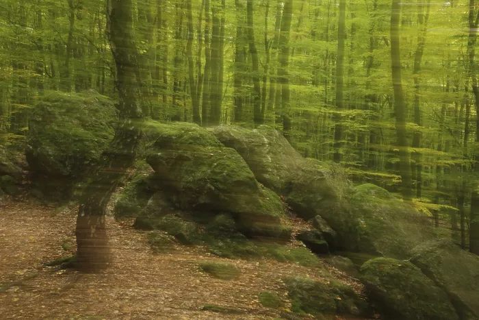 Framed Print : Photo art in the forest with rocks with moss