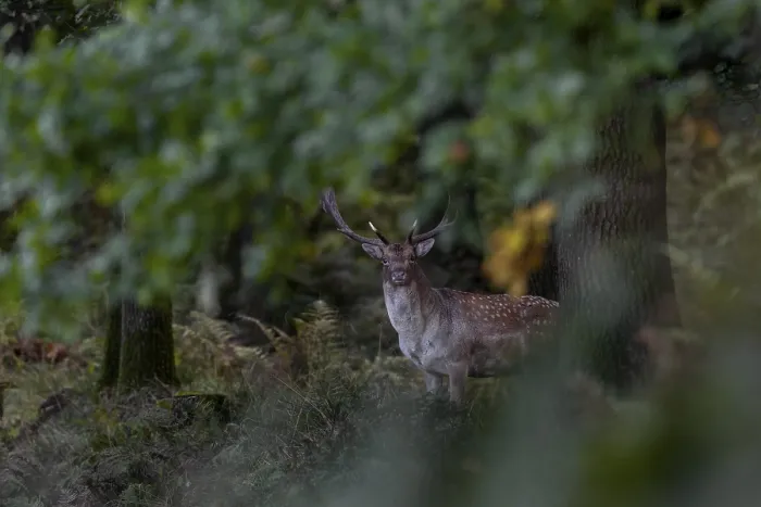 Framed Print : This photo documents a typical behaviour of the fallow deer (Dama dama) Framed Print : This photo documents a typical behaviour of the fallow deer (Dama dama)