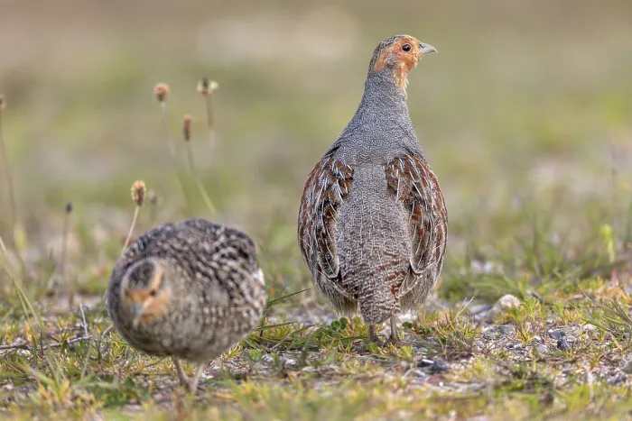 Framed Print : The photo documents a typical behaviour of the partridge (Perdix perdix)