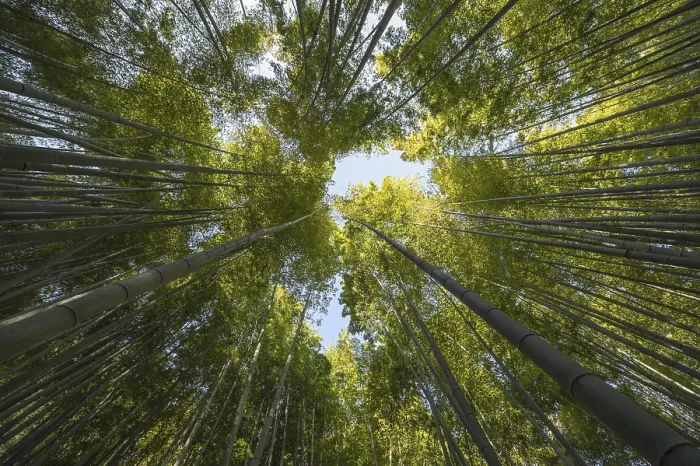 Framed Print : Photo Forest with trees close up