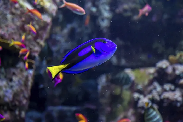 Framed Print : Photo of a tropical fish on a coral reef in Dubai aquarium