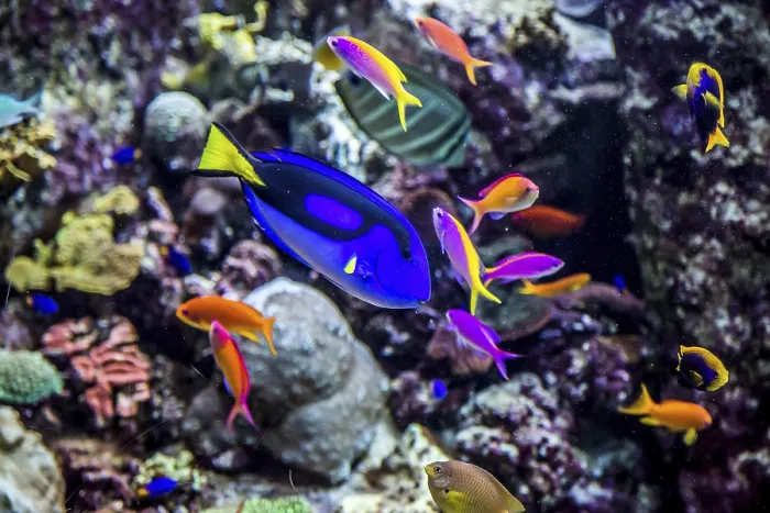 Framed Print : Photo of a tropical fish on a coral reef in Dubai aquarium