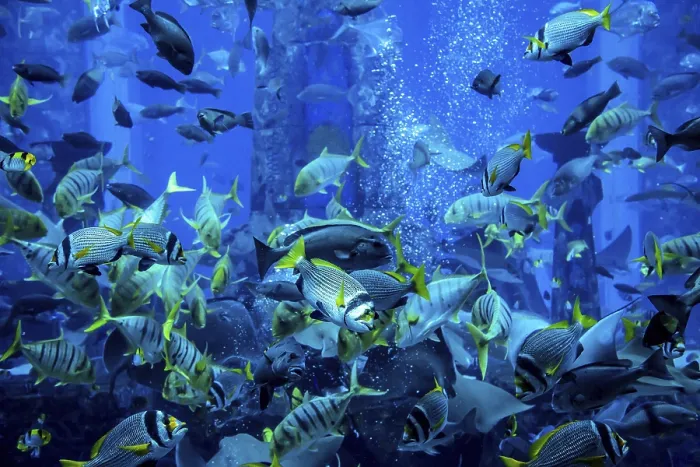 Framed Print : Photo of a tropical fish on a coral reef in Dubai aquarium