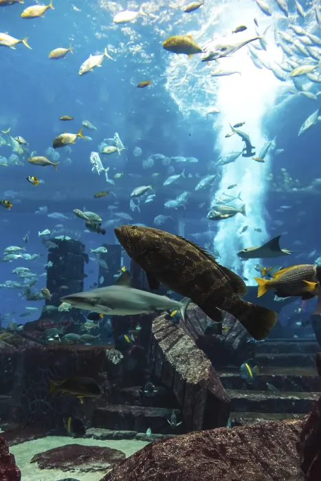 Framed Print : Photo of a tropical fish on a coral reef in Dubai aquarium
