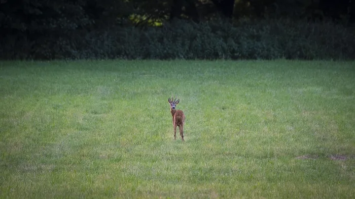 Framed Print : Photograph of a roebuck looking back standing in a meadow Framed Print : Photograph of a roebuck looking back standing in a meadow