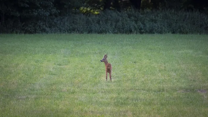 Framed Print : Photograph of a roebuck standing in a meadow looking to the left Framed Print : Photograph of a roebuck standing in a meadow looking to the left