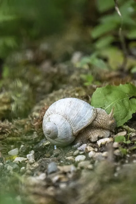 Framed Print : Photograph of a white snail (Gastropoda) on stony ground