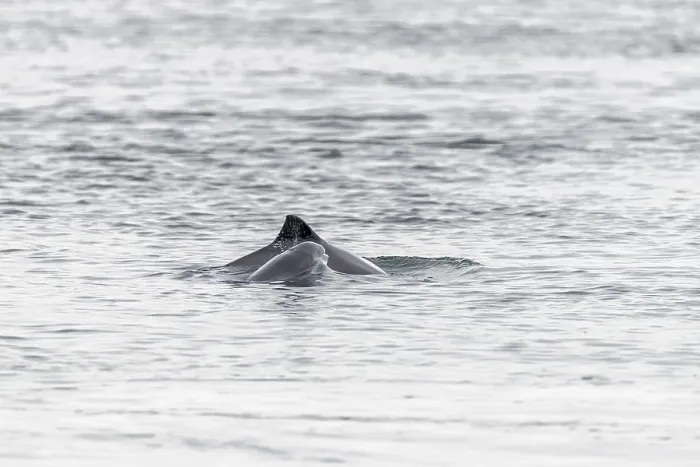 Framed Print : Photographing the Harbour porpoise (Phocoena phocoena) is very difficult