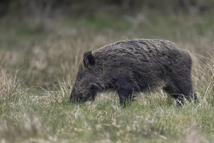 Framed Print : Photographing wild boar (Sus scrofa)