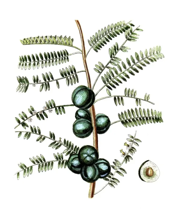 Framed Print : Phyllanthus emblica, Amla tree or Ambla tree Framed Print : Phyllanthus emblica, Amla tree or Ambla tree