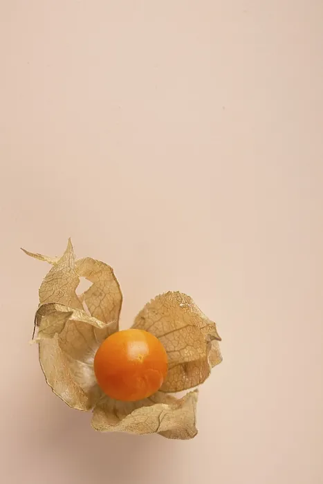 Framed Print : One physalis berry on a beige background Framed Print : One physalis berry on a beige background
