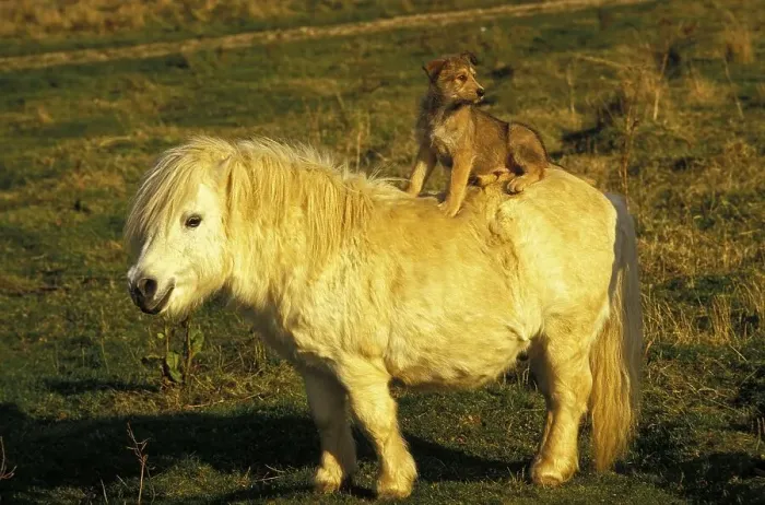 Framed Print : Picardy Sheepdog Puppy Sits on Shetland Pony Framed Print : Picardy Sheepdog Puppy Sits on Shetland Pony