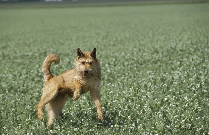 Framed Print : Picardy Shepherd Dog, Adult leaping in Field Framed Print : Picardy Shepherd Dog, Adult leaping in Field