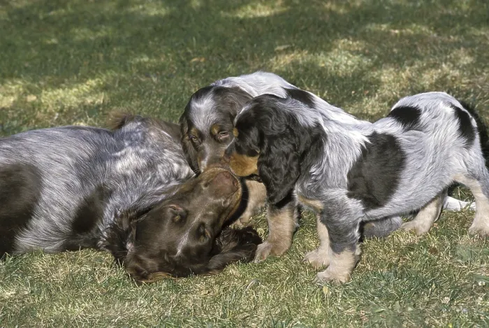 Framed Print : Picardy Spaniel Dog, Mother and Boy