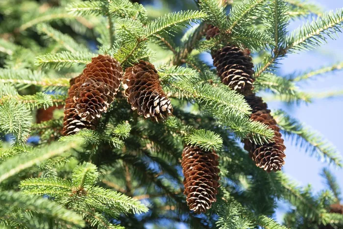 Framed Print : Picea abies, european spruce, downhanging branchlets
