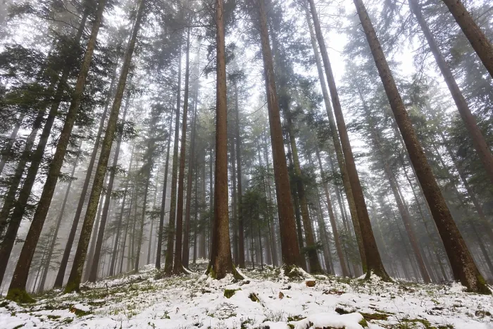 Framed Print : Picea abies, spruce forest in fog looking up into the treetops Framed Print : Picea abies, spruce forest in fog looking up into the treetops