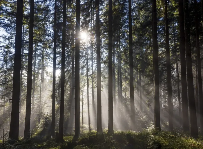 Framed Print : Picea abies, spruce forest in morning fog with sunrays