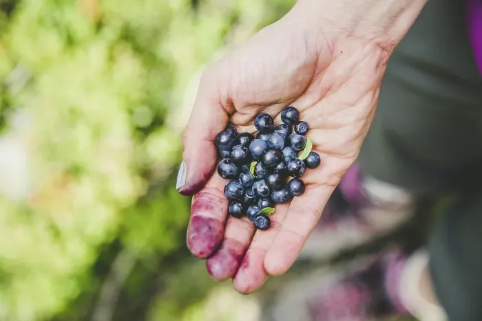 Framed Print : Picking or collecting fresh ripe blueberries while hiking on the mountains