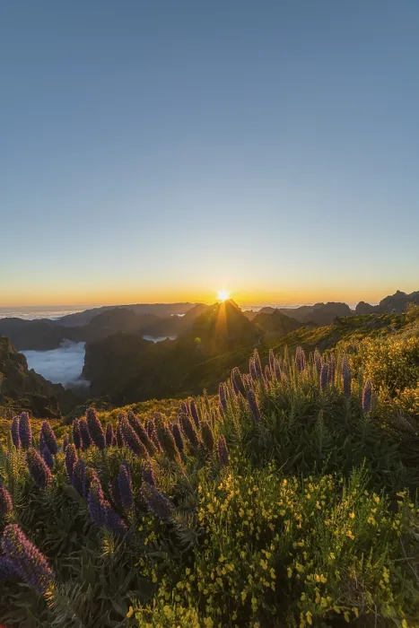 Framed Print : Pico do Arieiro. Mountains and Blooming Pride of Madeira Flowers at Sunset Framed Print : Pico do Arieiro. Mountains and Blooming Pride of Madeira Flowers at Sunset
