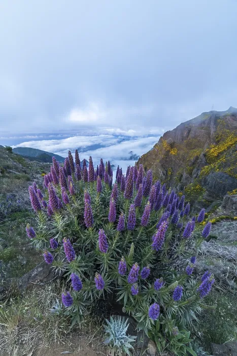 Framed Print : Pico do Arieiro. Mountains and Blue Pride of Madeira Flowers