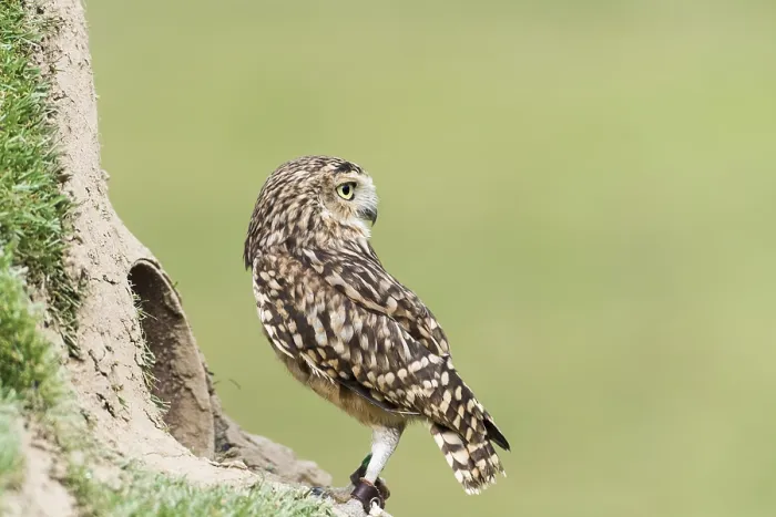 Framed Print : A picture of a beautiful owl on a tree Framed Print : A picture of a beautiful owl on a tree