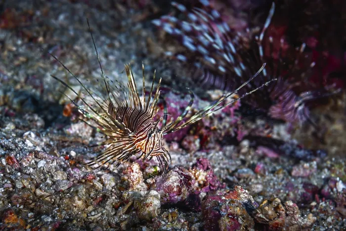 Framed Print : A picture of the dangerous lionfish swimming in the coral reef