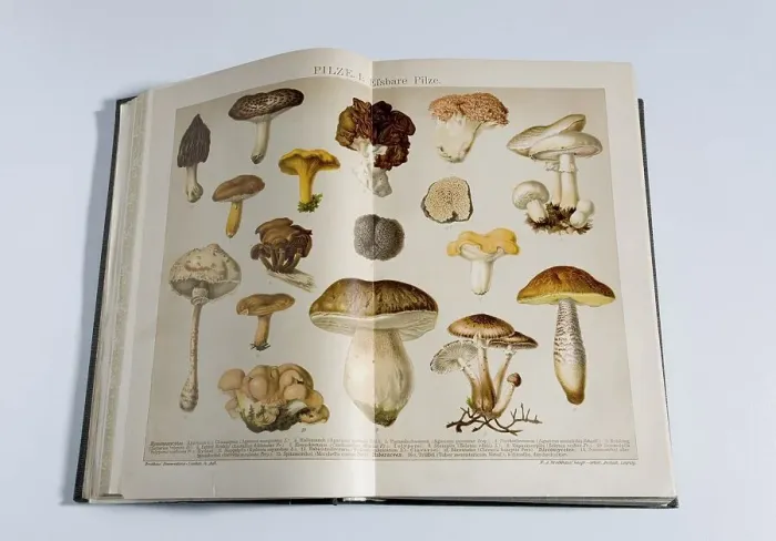 Framed Print : Picture of edible mushrooms in a german encylopedia Framed Print : Picture of edible mushrooms in a german encylopedia