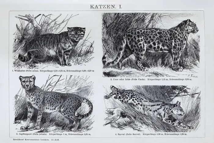 Framed Print : Picture plate cat species, wild cat (Felis silvestris)