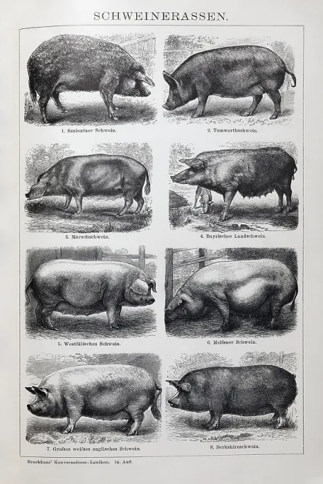 Framed Print : Picture plate pig breeds, Szalontai pig