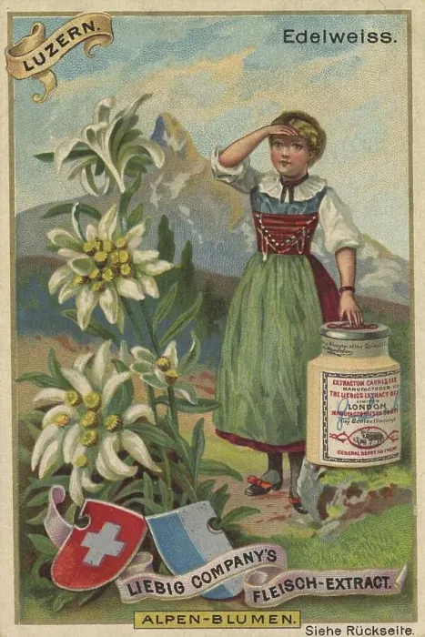 Framed Print : Picture series Alpine flowers, edelweiss in Lucerne