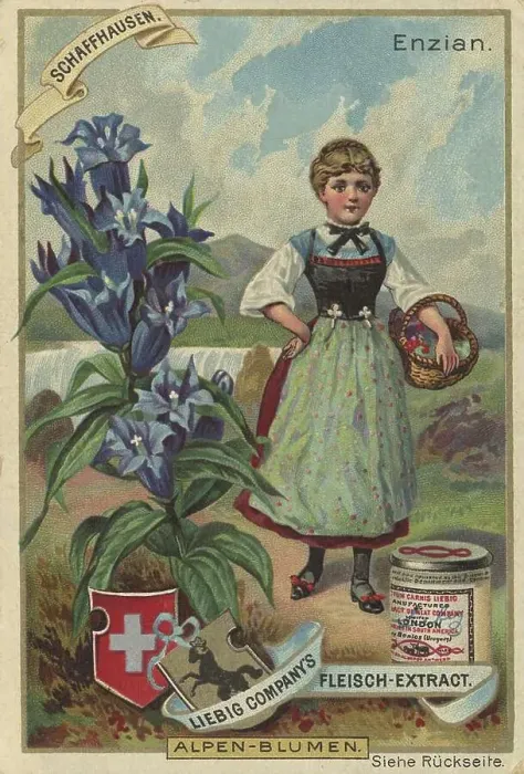 Framed Print : Picture series Alpine flowers, gentian Framed Print : Picture series Alpine flowers, gentian