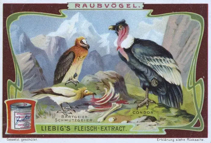Framed Print : Picture series Birds of Prey, Bearded Vulture and Condor