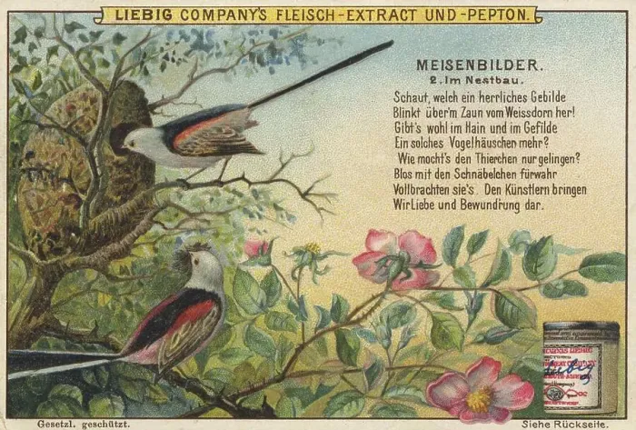 Framed Print : Picture series Birds, tits, building a nest Framed Print : Picture series Birds, tits, building a nest