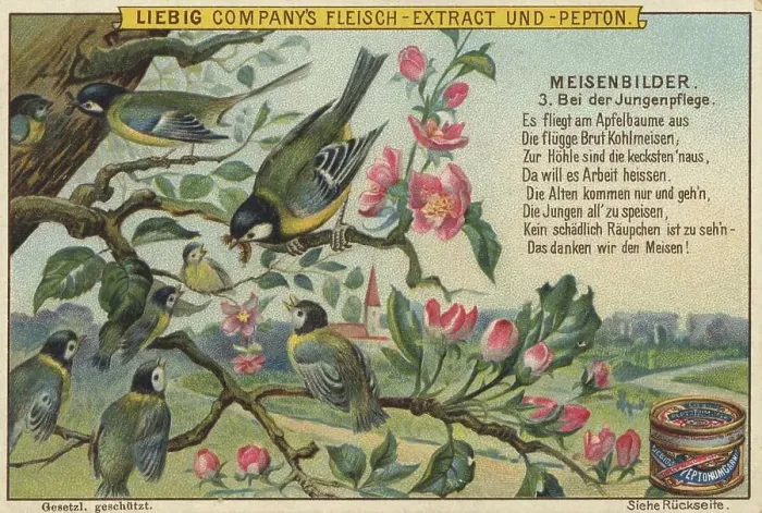 Framed Print : Picture series Birds, tits, caring for their young Framed Print : Picture series Birds, tits, caring for their young