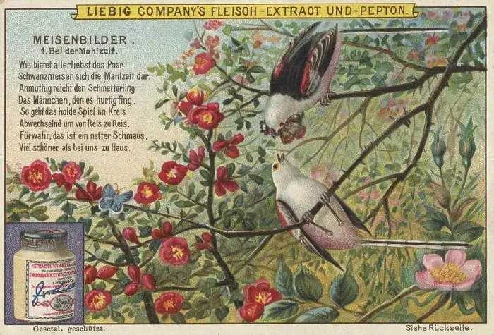 Framed Print : Picture series Birds, tits, at mealtime