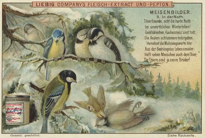 Framed Print : Picture series Birds, tits, in winter distress