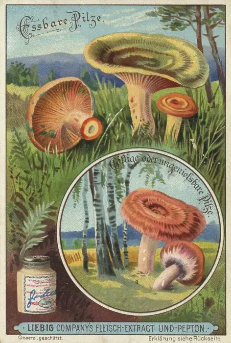 Framed Print : Picture series Comparison of edible mushrooms and poisonous mushrooms