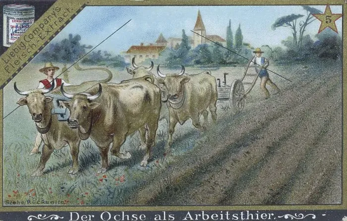 Framed Print : Picture series about the ox, the ox as a work animal