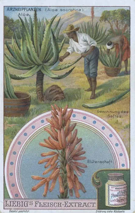 Framed Print : Picture series the preparation of medicinal plants