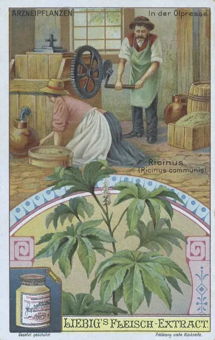 Framed Print : Picture series the preparation of medicinal plants