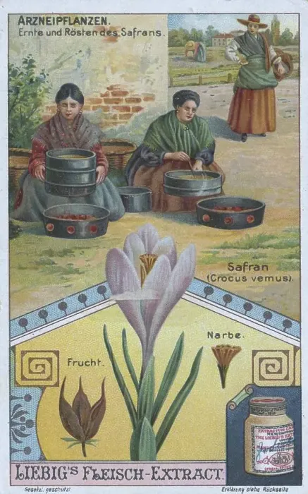 Framed Print : Picture series the preparation of medicinal plants Framed Print : Picture series the preparation of medicinal plants