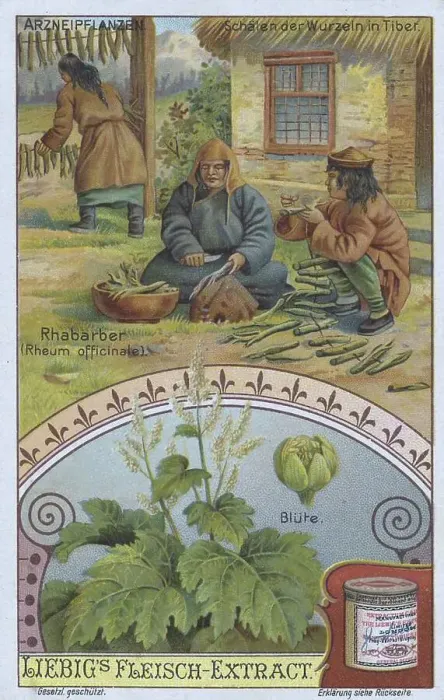 Framed Print : Picture series the preparation of medicinal plants