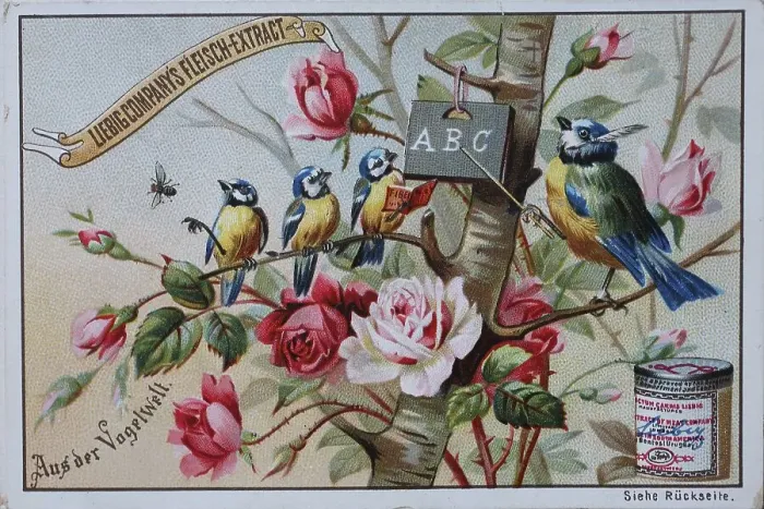 Framed Print : Picture series From the World of Birds