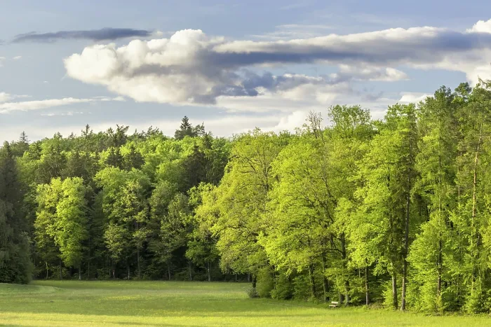 Framed Print : A picturesque forest landscape with many different trees and a wide meadow in the foreground