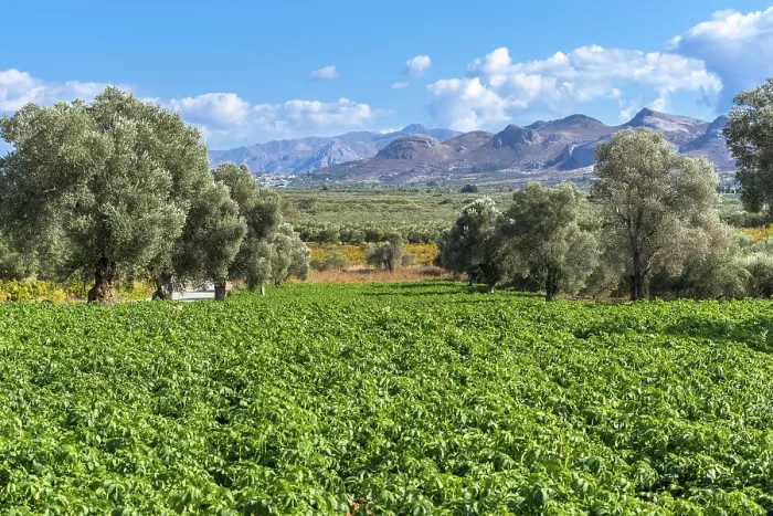 Framed Print : Picturesque landscape of the Messara plain with olive groves and agriculture Framed Print : Picturesque landscape of the Messara plain with olive groves and agriculture