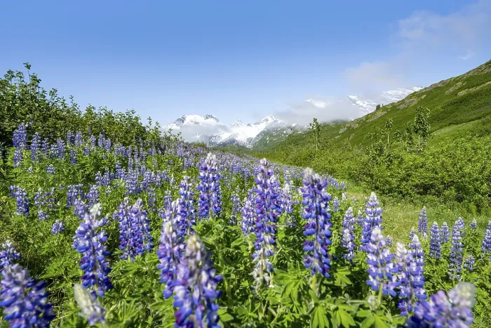 Framed Print : Picturesque landscape on the Richardson Highway