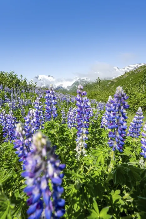Framed Print : Picturesque landscape on the Richardson Highway